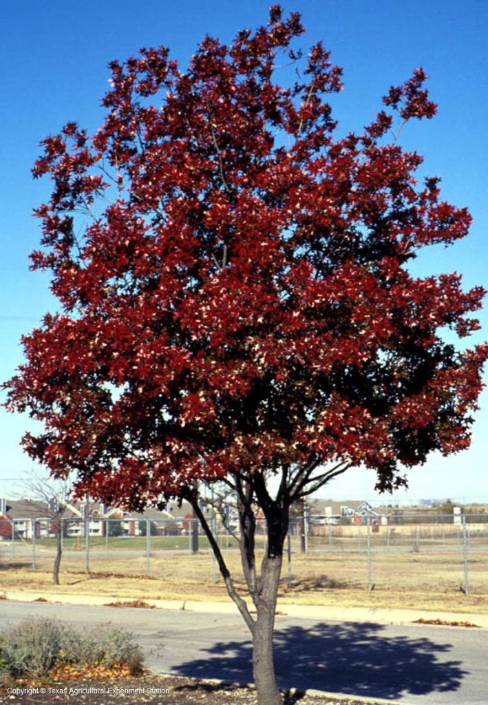Texas Red Oak, or Spanish Oak, from TAMU Aggie Horticulture