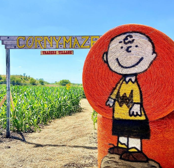 Charlie Brown painted on a bale of hay. 