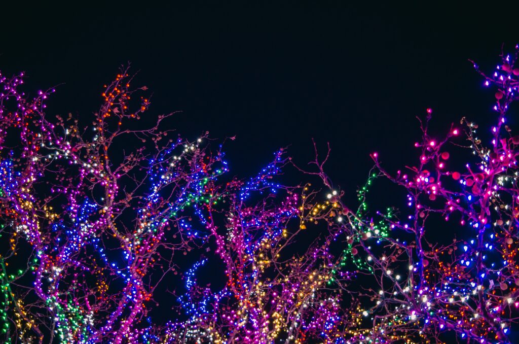 multi-colored lights in trees