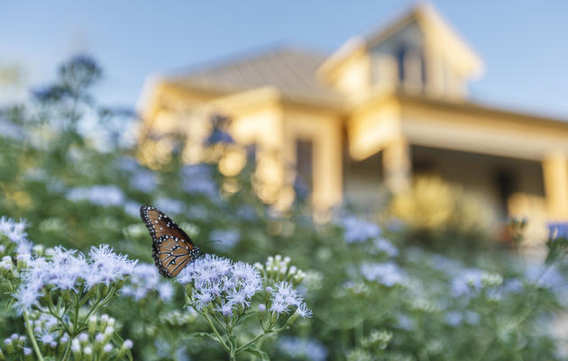 A wild Monarch butterfly lands on milkweed plants in front of Mitchell Lake Audubon Center.