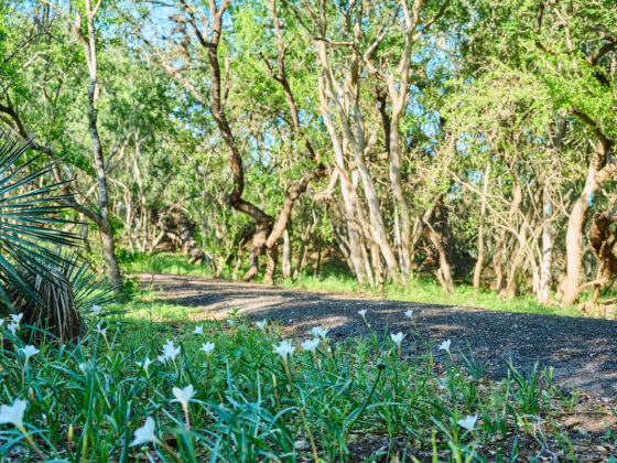 Small white spring blooms pop up along the walkway at Madla Greenway.