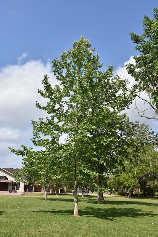 A Mexican Sycamore Tree