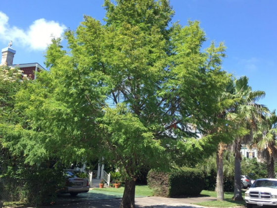A full grown tree in a front yard