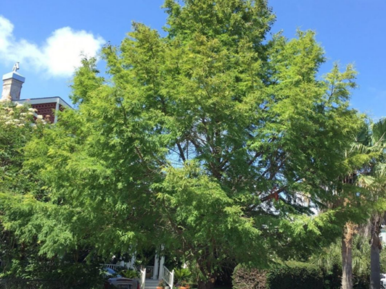 A full grown tree in a front yard