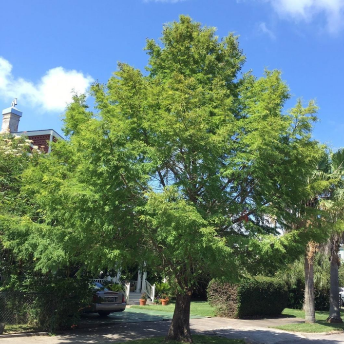 A full grown tree in a front yard