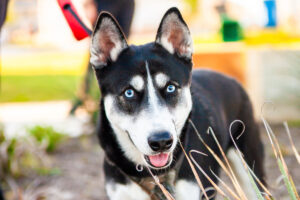 A blue eyed husky