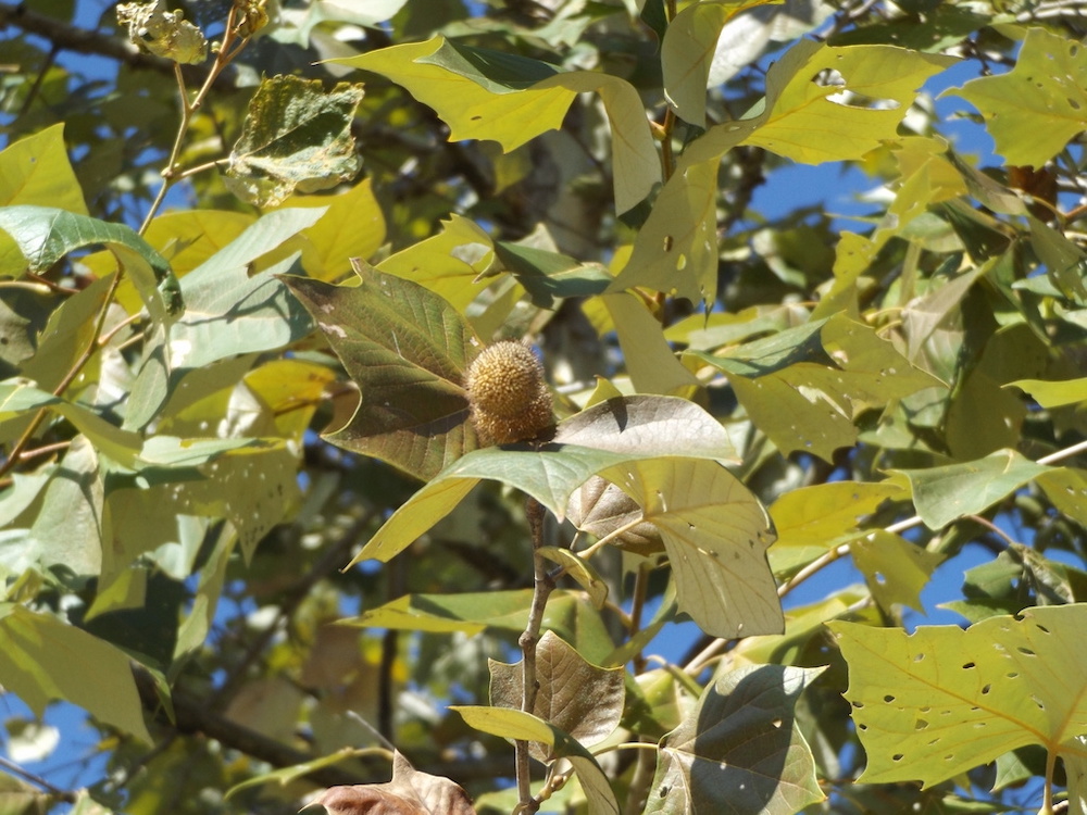 Mexican Sycamore