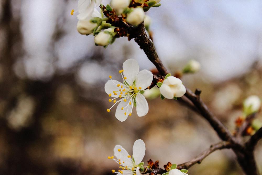 Prunus mexicana