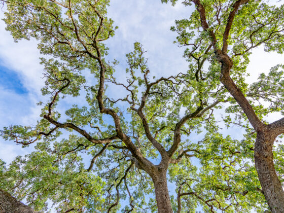 Sprawling oak branches stretch across a cloudy blue sky from an upward perspective.