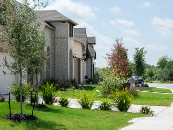 A view from the sidewalk of trees, grasses, and a patch of sunflowers in front of newly built homes in a neighborhood
