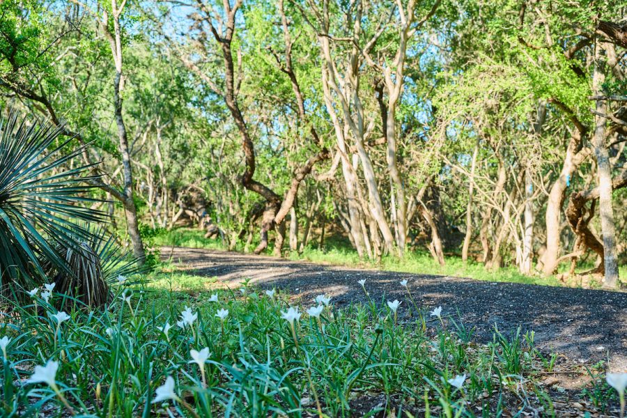 Small white spring blooms pop up along the walkway at Madla Greenway.